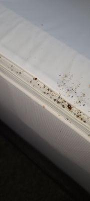 Bed bugs & fecal matter on a mattress cover