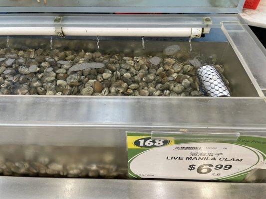 Live Manila Clams $6.99/LB