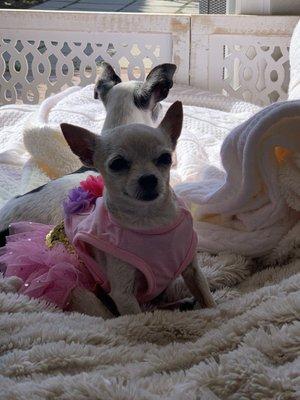 Prada In princess dress