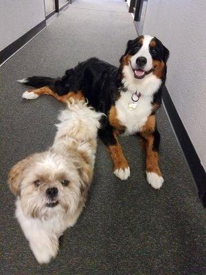 Mr. Mo (foreground) and Sadie greeting guests at the Goldmark Cultural Center