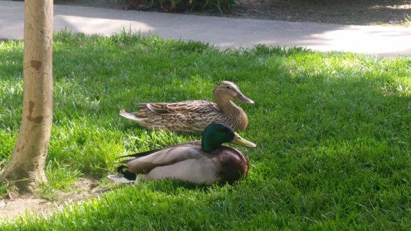 A visiting couple that approved of our lawns.