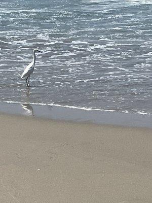 Birdwatching at the beach