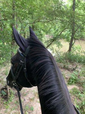 Beautiful trails for trail riding!