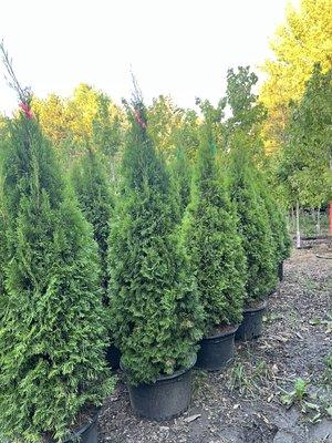 Emerald green arborvitae our #1 seller