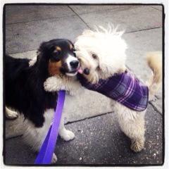 Halle gives Fiddle a big kiss!