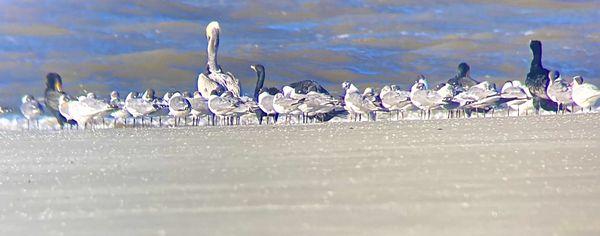 Jekyll Island Authority -- Ranger Walk, view of birds on southern tip of island