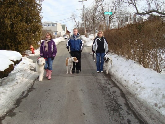 Working on distraction - pack walk (Boston, MA)