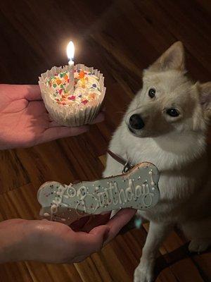 Birthday pup cake and cookie