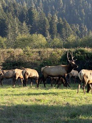 Elk