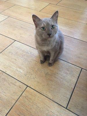 Office cat #2.  Her name is Sugar.