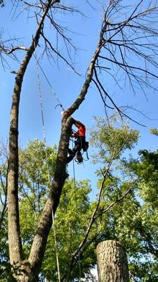 Craig & Joe's tree service