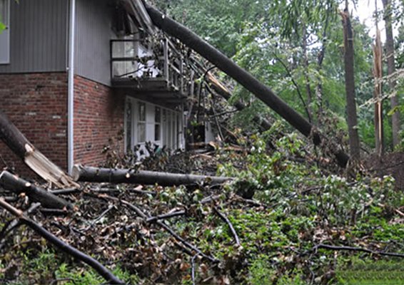 Before - Emergency Tree Removal