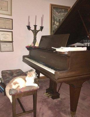 Our Foster cat Duke is a real music enthusiast!