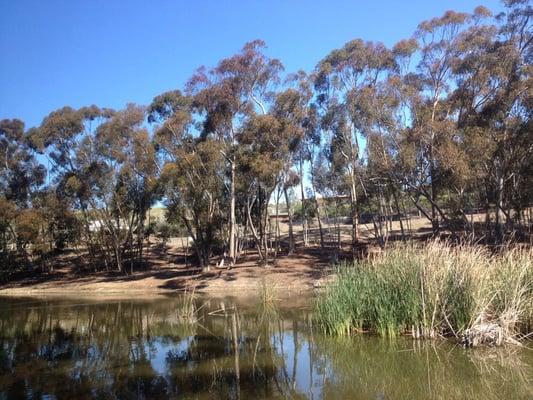 Grackle, mallards, coots, crows, red-winged blackbird, ring-necked duck and house finch. Peaceful 10 minutes.