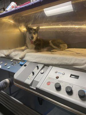 All Creatures Hyperbaric Care