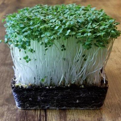 Broccoli microgreens