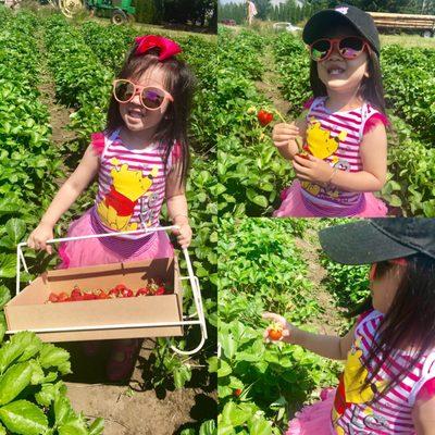 Picking strawberries from the fields!