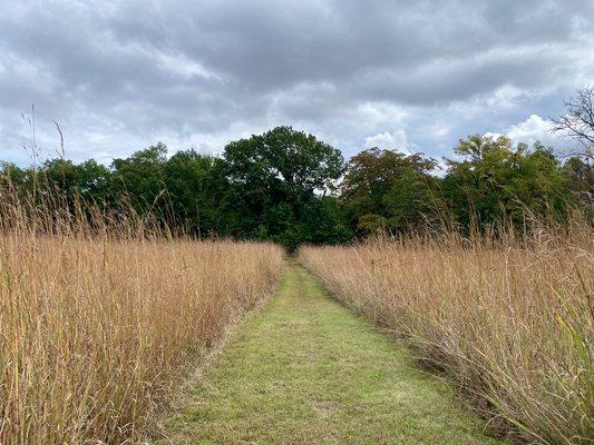 In the middle of the fields of grasses.