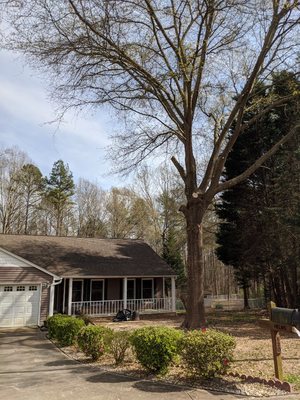 Trimmed large tree limbs that hung over our customers house and trimmed various trees on their property