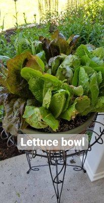 Lots of fresh produce and plants to grow your own. My favorite is this lettuce bowl that keeps growing back!