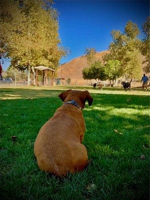 Calabasas Bark Park