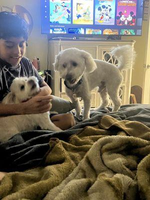 Couldn't get a good picture they were to excited to be back home and with fresh new cuts.