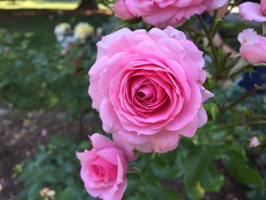 Beautiful roses