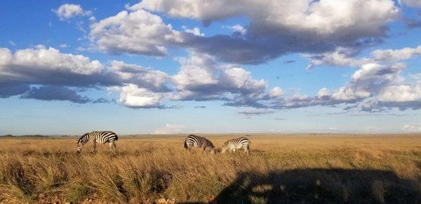 Zebras in the Serengeti