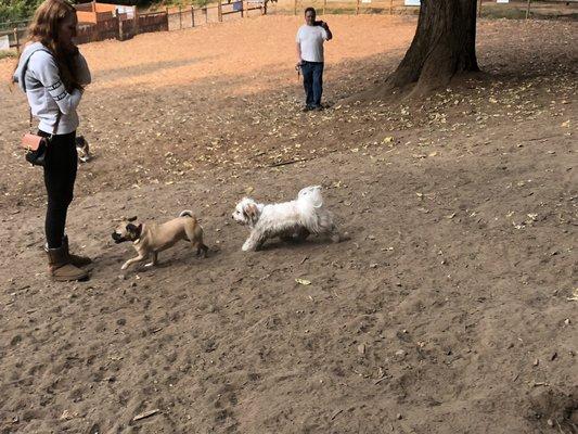 Cody having a great time with Rosie the pug