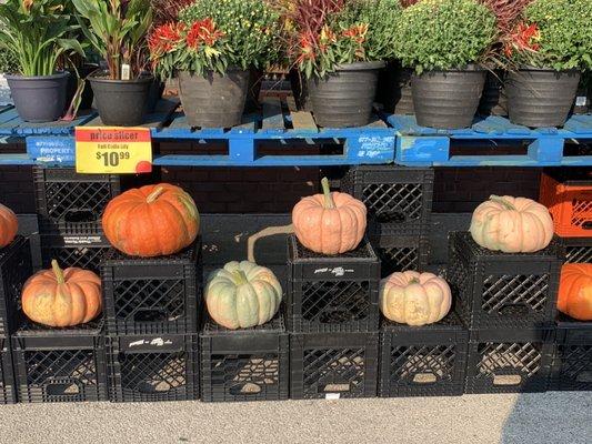 Different types of pumpkins