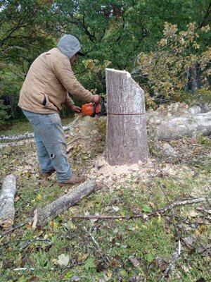 Tree remove