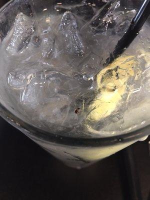 Water with lemon and a baby roach