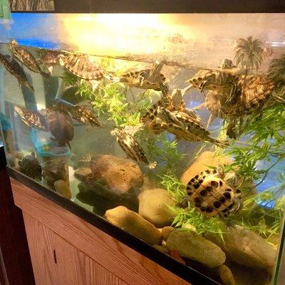 A proper turtle setup.