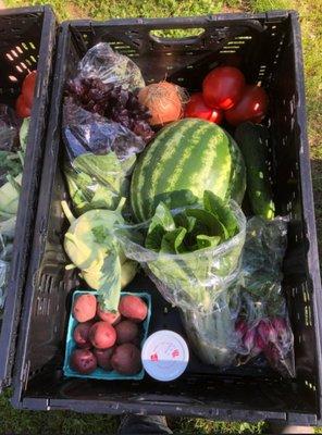 First CSA of the year... more to come!