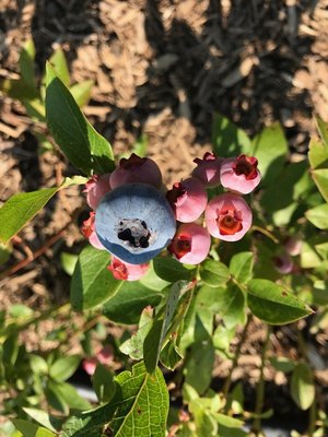 Our Chandler blueberries, just before ripening!