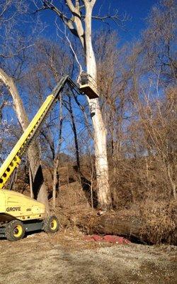 Dead Tree Removal