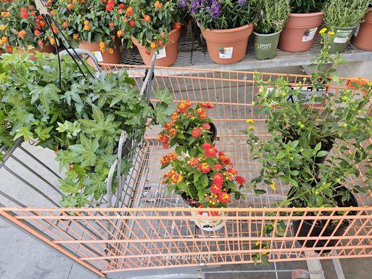 Basket full of plants