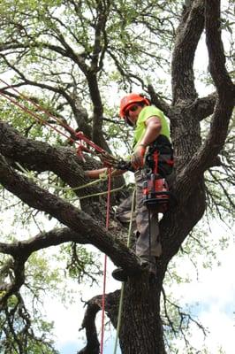 Top Point Tree