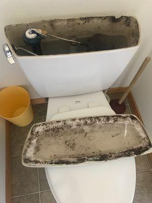 Moldy toilet tank