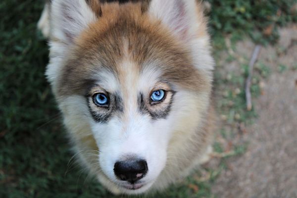 Royal Husky Kingdom