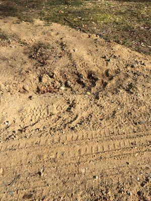 This used to be lawn, and this is how they left it.