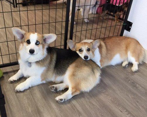 Corgi siblings Josie and Rooster taking a break from daycare