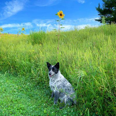 Winery pup Grace