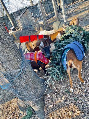 Awbury Arboretum -- PhillyGoats eating recycled Christmas trees