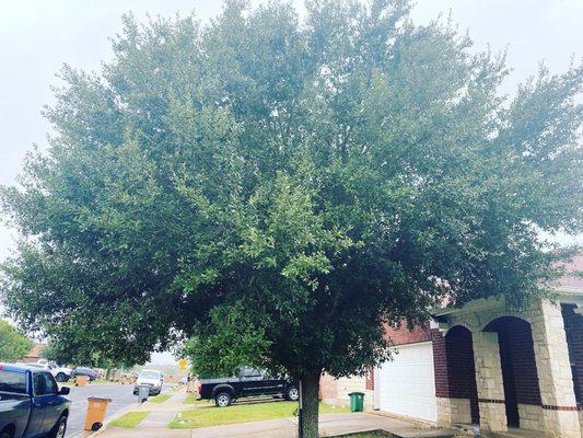 Front yard live oak before a canopy raise