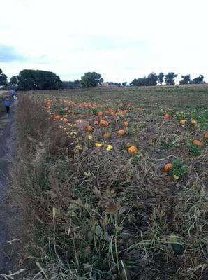 Workman's Farms