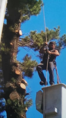 combination of using the Bucket, Climbling and Crane for larger trees