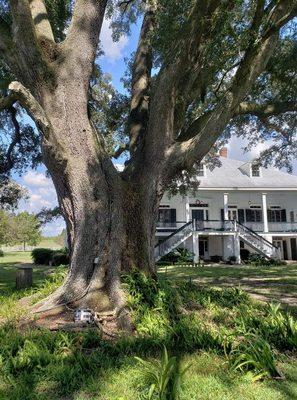 The back of the house. I put my purse down so you can see how big that oak is. This house was featured in 12 Yrs A Slave