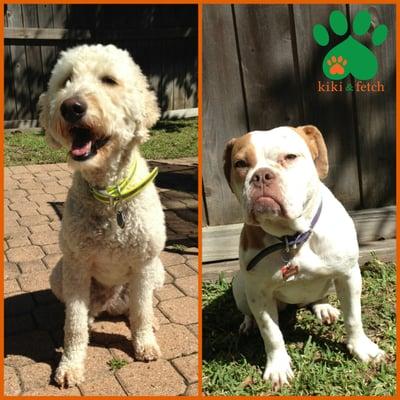 We're so happy to welcome Molly (left) & Maggie (right) to the kiki & fetch family! Maggie is a BARC rescue :)