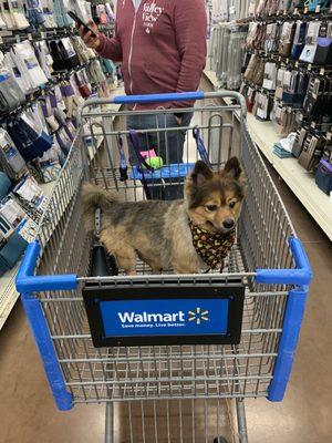 After his haircut, we wanted to be able so see the dog under the fur!